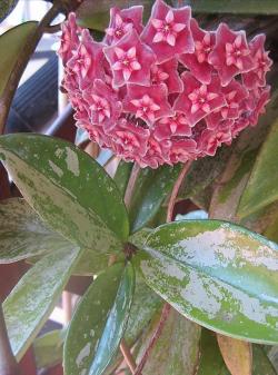 Sadnice - sobne biljke: Hoya pubicalyx Pink silver